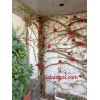 گل رز رونده مصنوعی